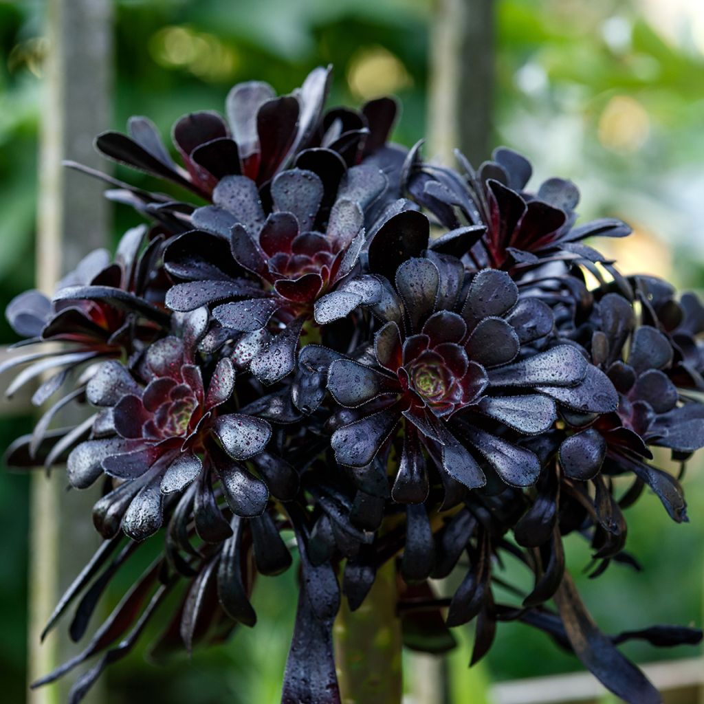 Aeonium arboreum Schwarzkopf