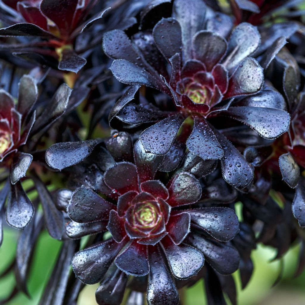 Aeonium arboreum Schwarzkopf
