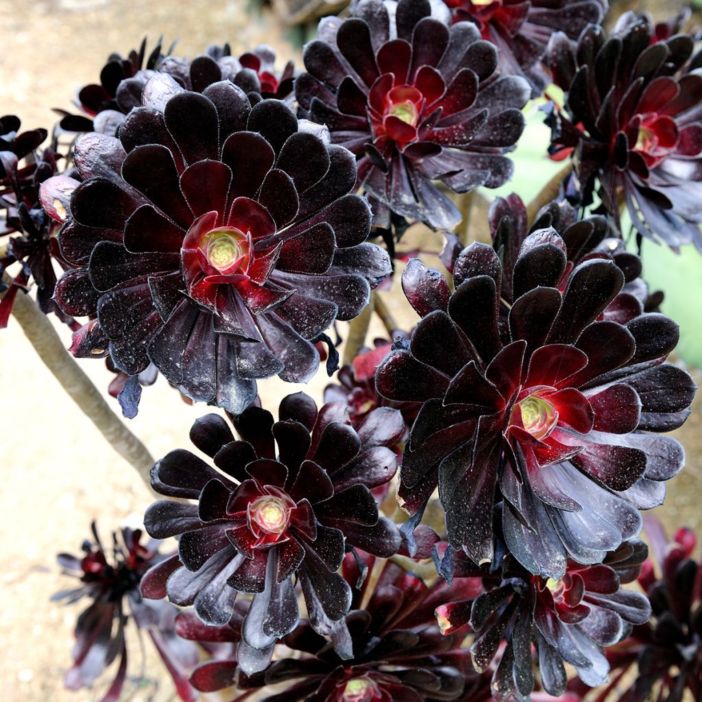 Aeonium arboreum Schwarzkopf