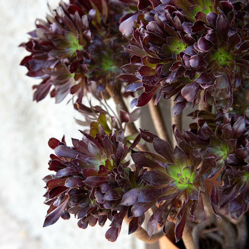 Aeonium arboreum Schwarzkopf