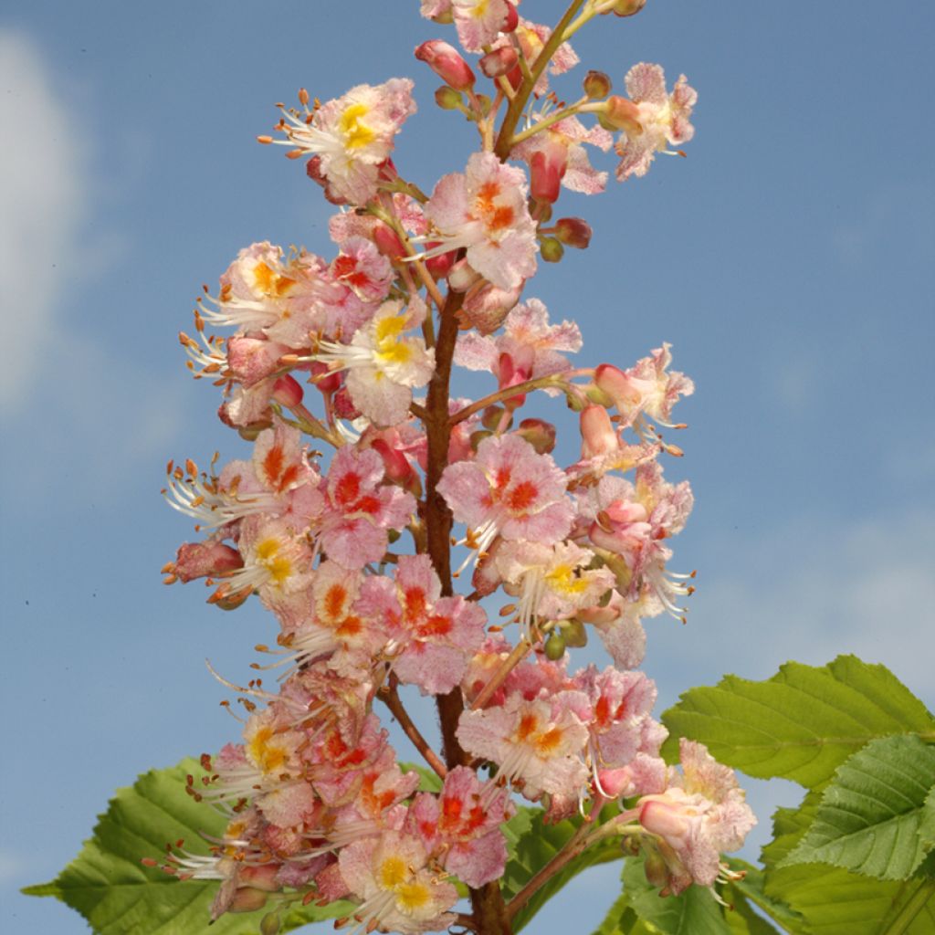 Aesculus carnea Plantierensis