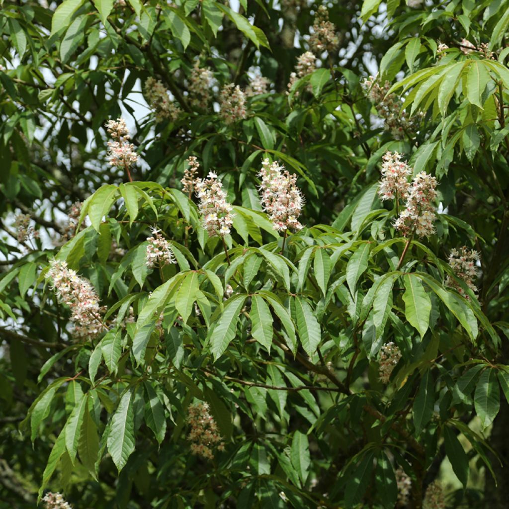Aesculus chinensis