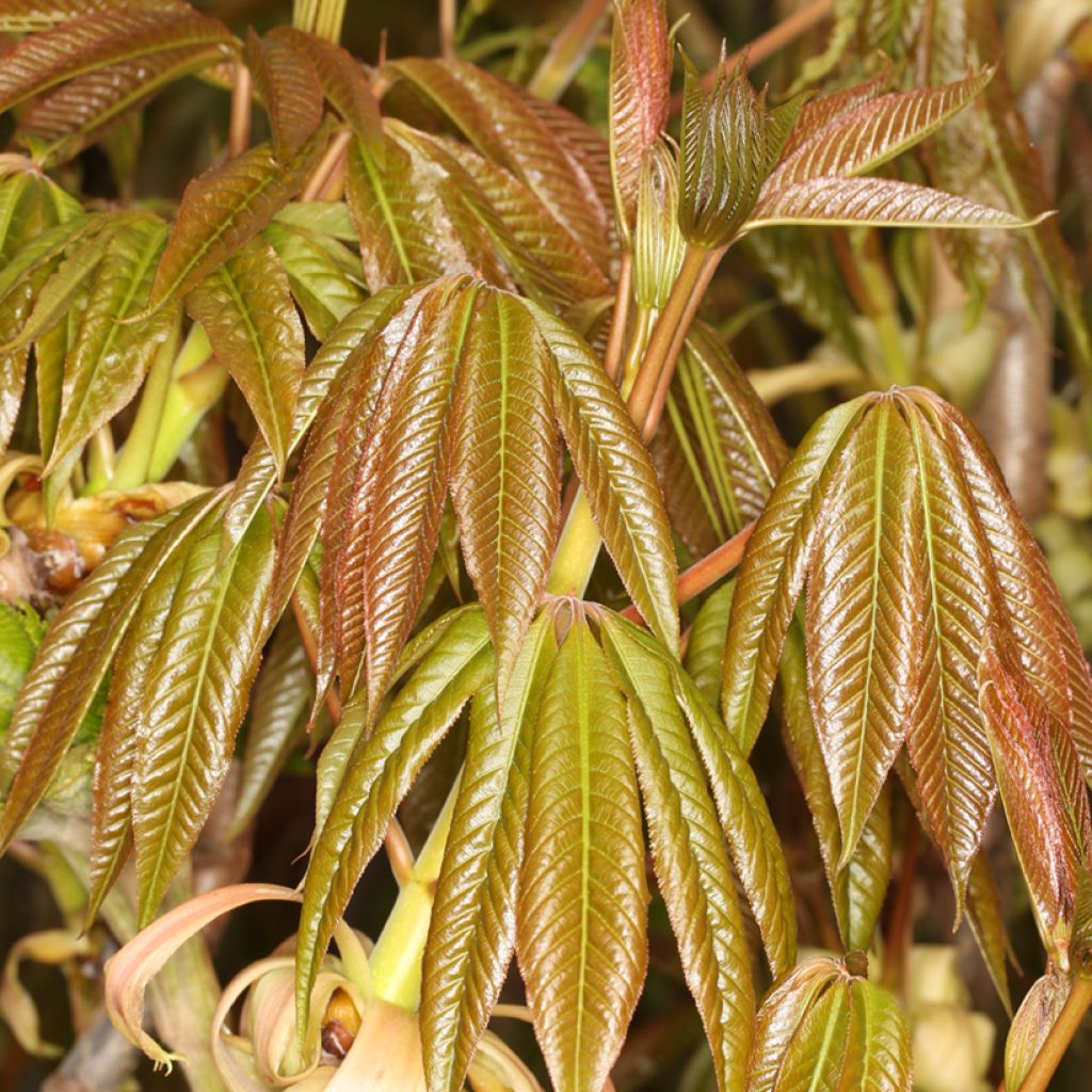 Aesculus chinensis