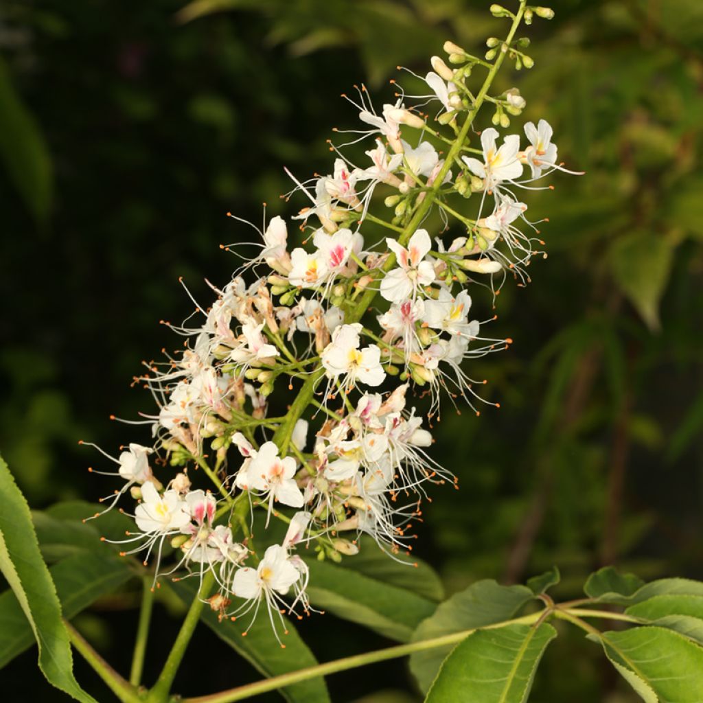 Aesculus chinensis