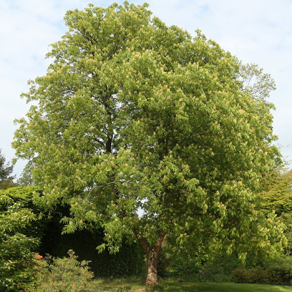 Aesculus flava