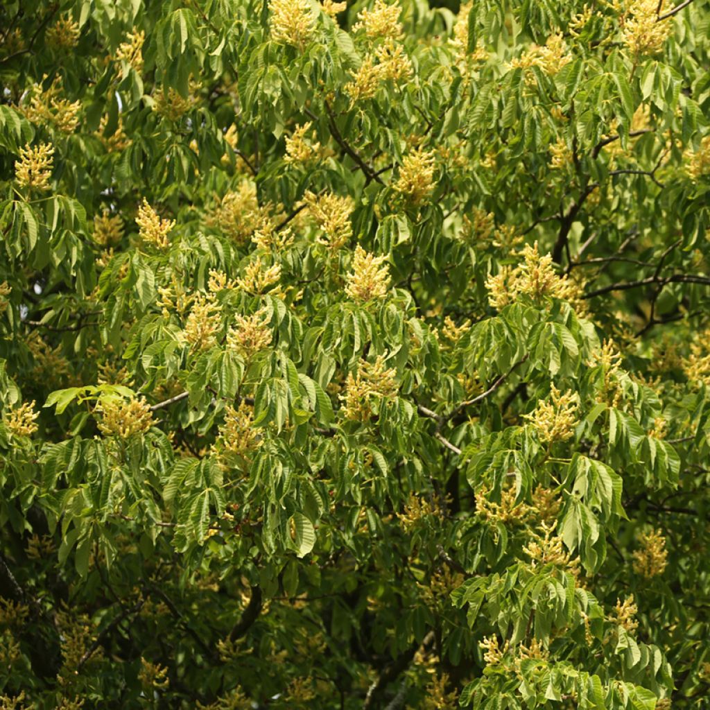 Aesculus flava