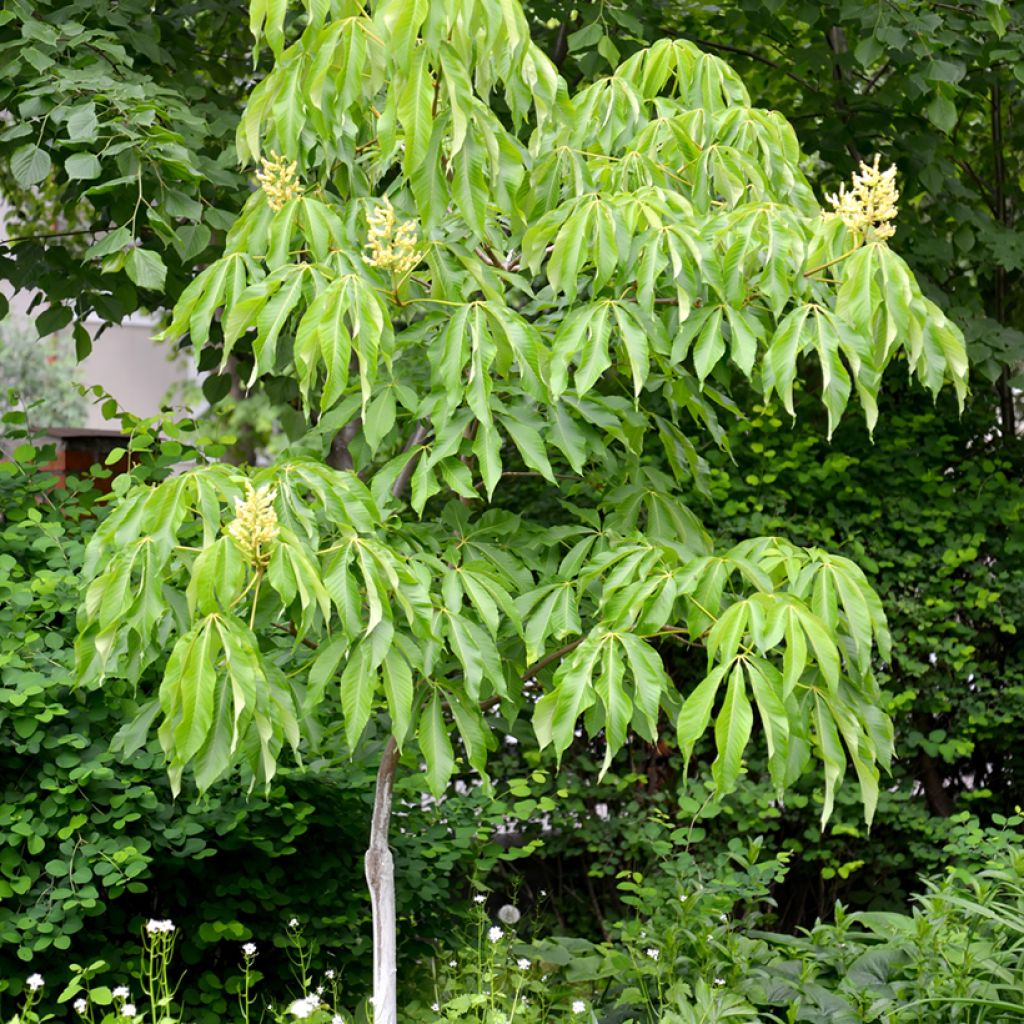Aesculus flava