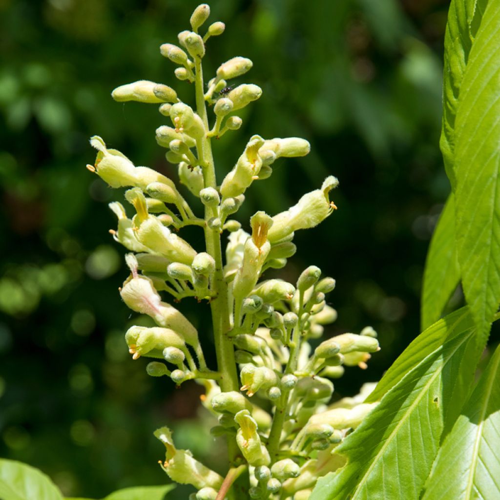 Aesculus glaucescens