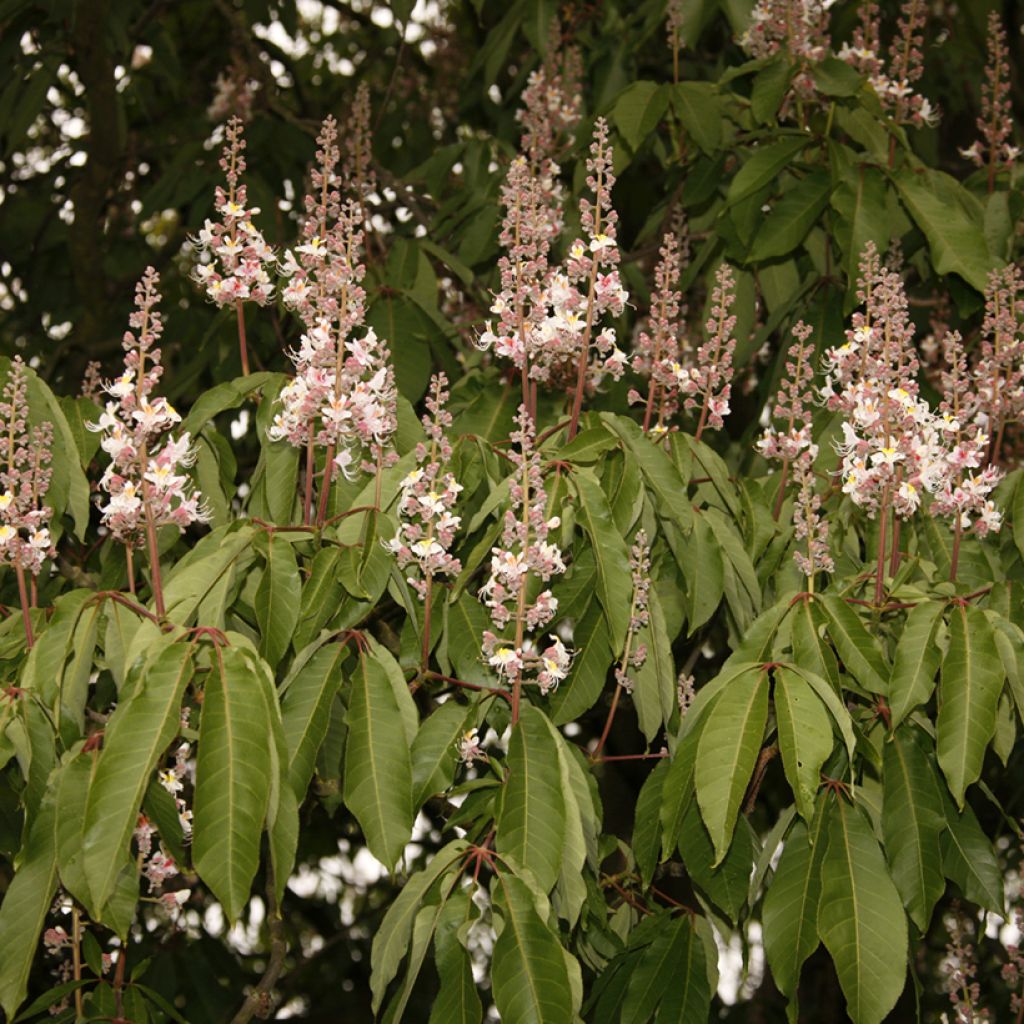 Aesculus indica Sydney Pearce