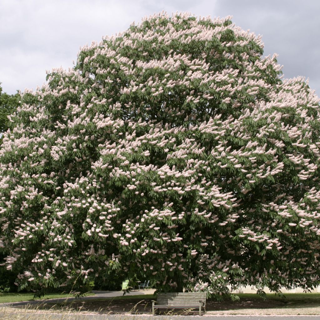 Aesculus indica Sydney Pearce