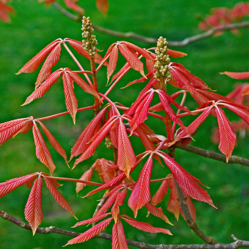 Aesculus neglecta Erythroblastos