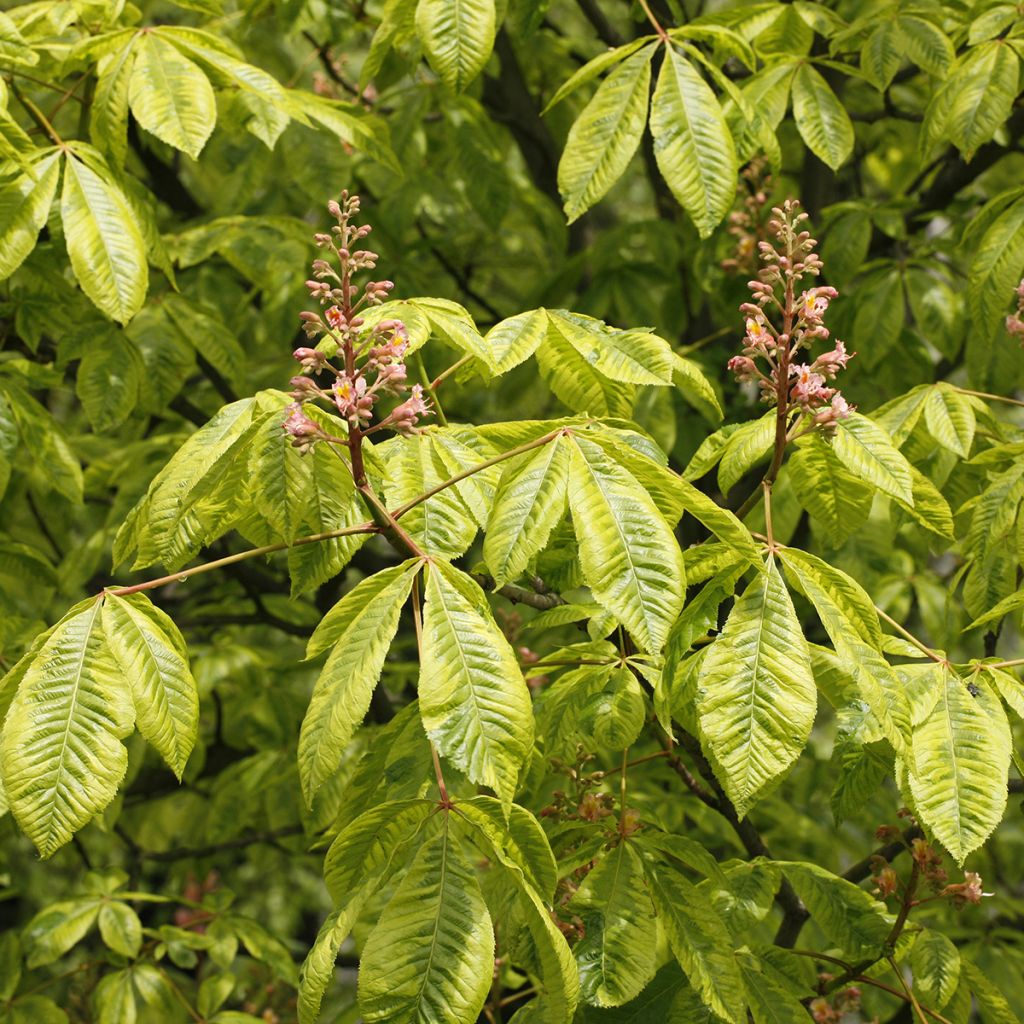 Aesculus carnea Marginata