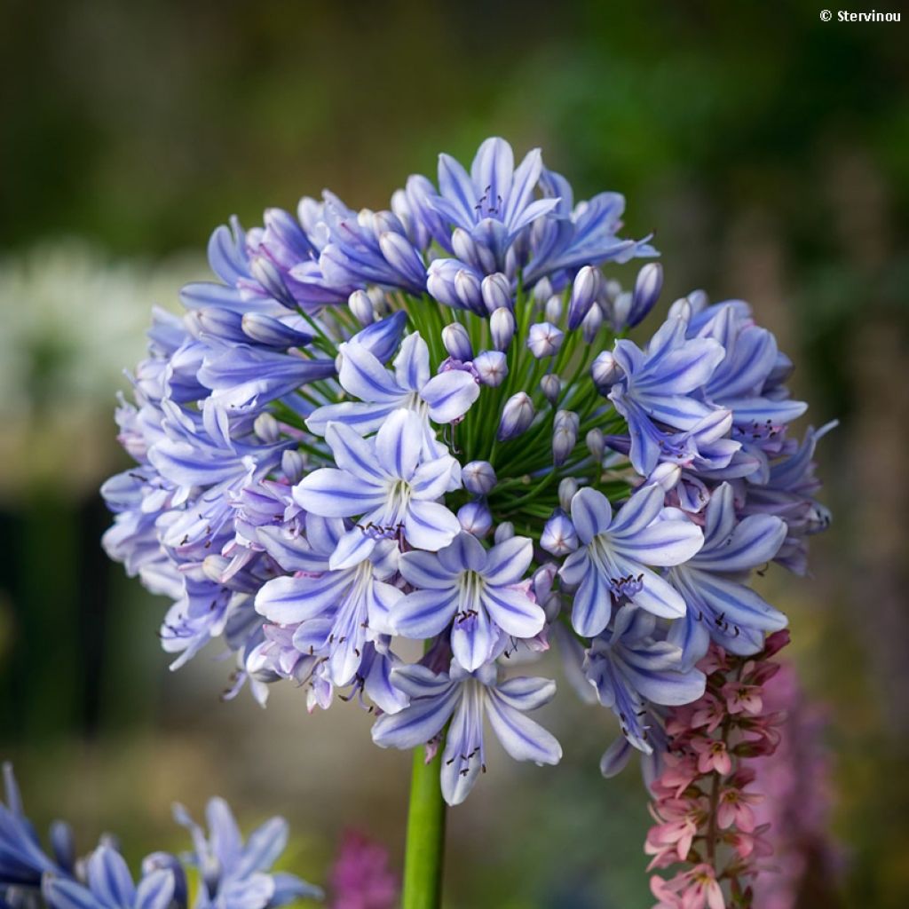 Agapanthe Full Moon - Agapanthus praecox subsp. orientalis