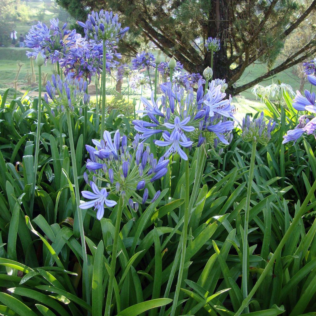 Agapanthus umbellatus