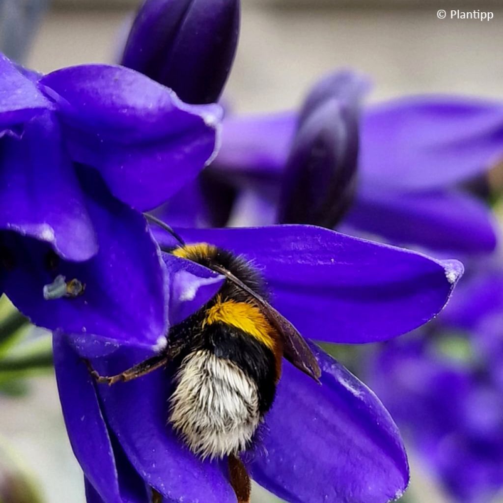 Agapanto Midnight Sky