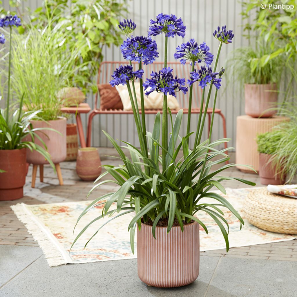 Agapanto Midnight Sky