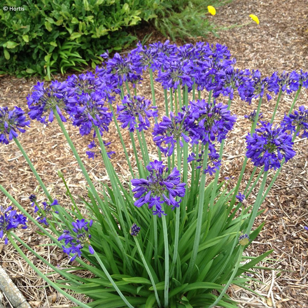 Agapanthus praecox Sofie