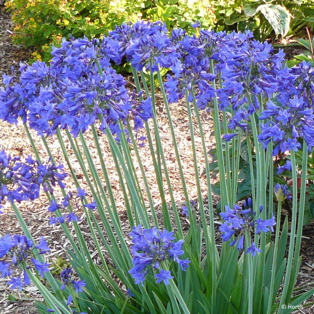 Agapanthus praecox Sofie