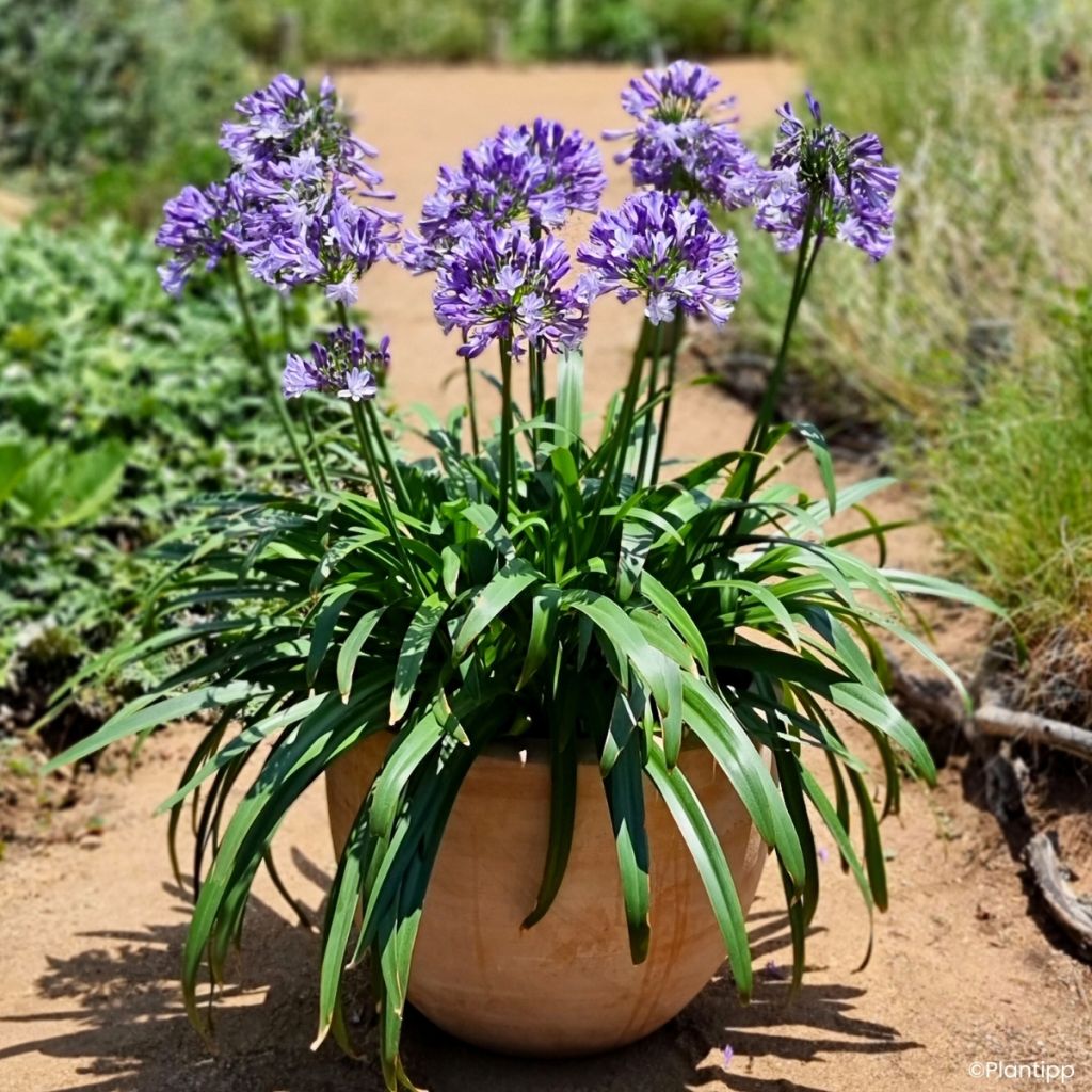 Agapanto Everpanthus Midnight Moon