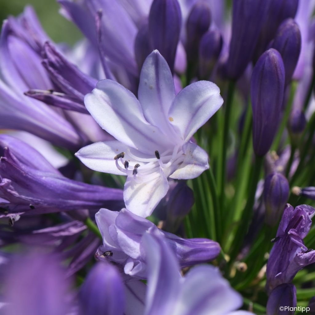 Agapanto Everpanthus Midnight Moon