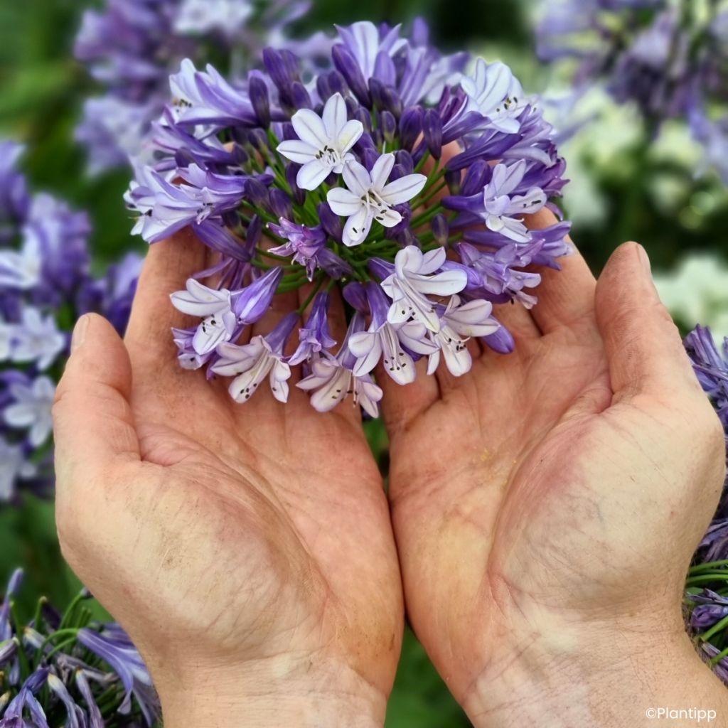 Agapanto Everpanthus Midnight Moon