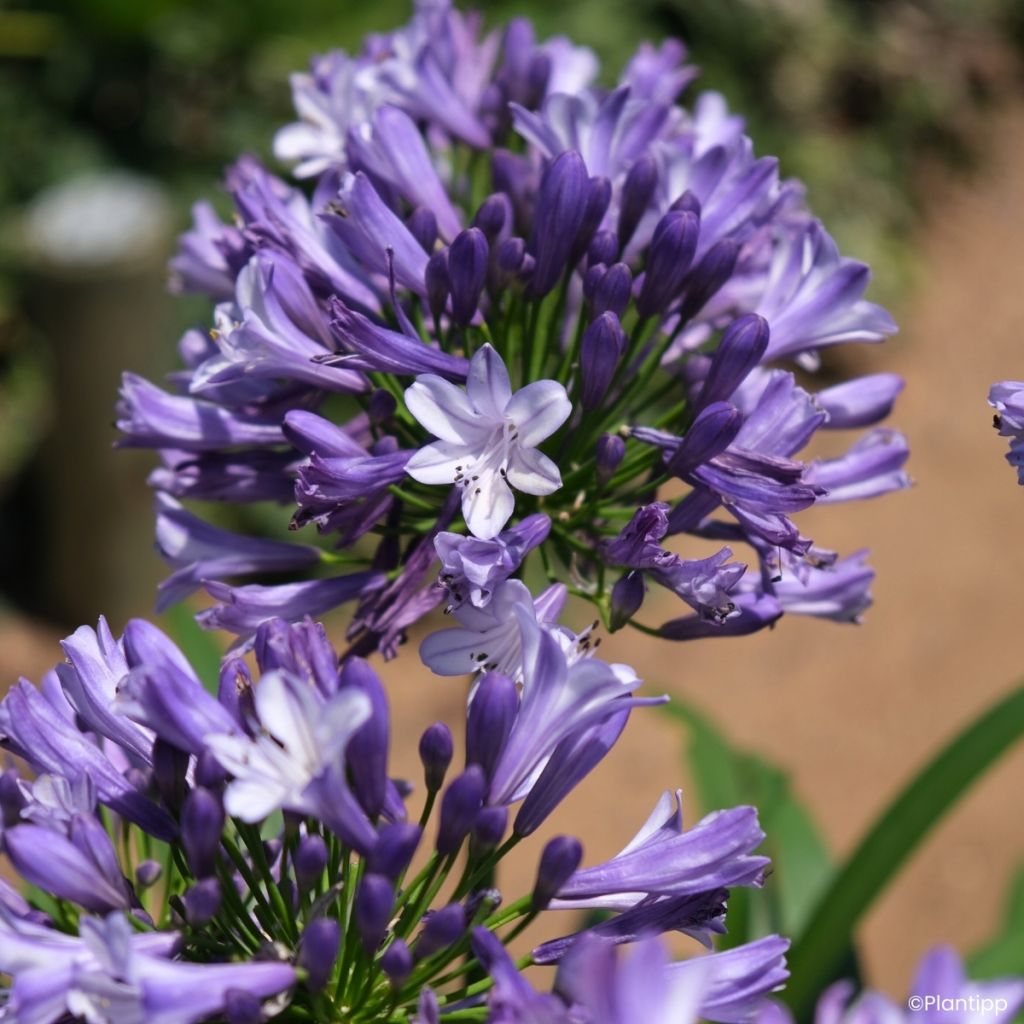 Agapanto Everpanthus Midnight Moon