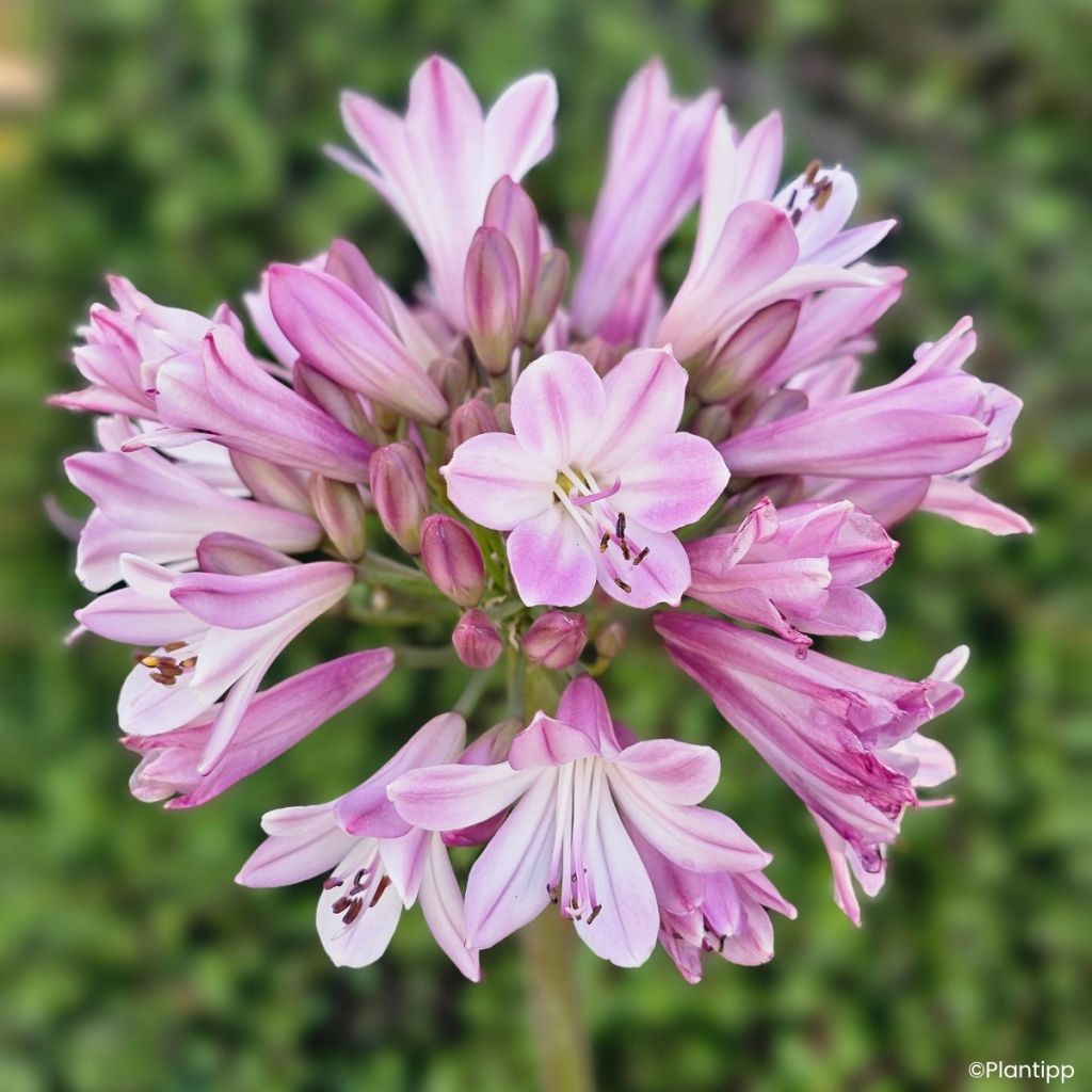 Agapanto Poppin' Pink