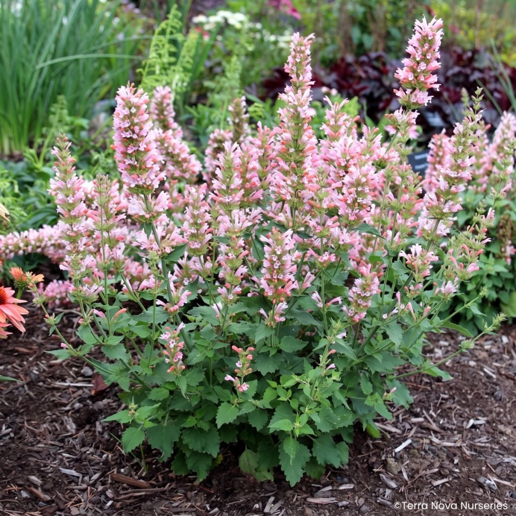 Agastache Pink Pearl - Hortelã coreana
