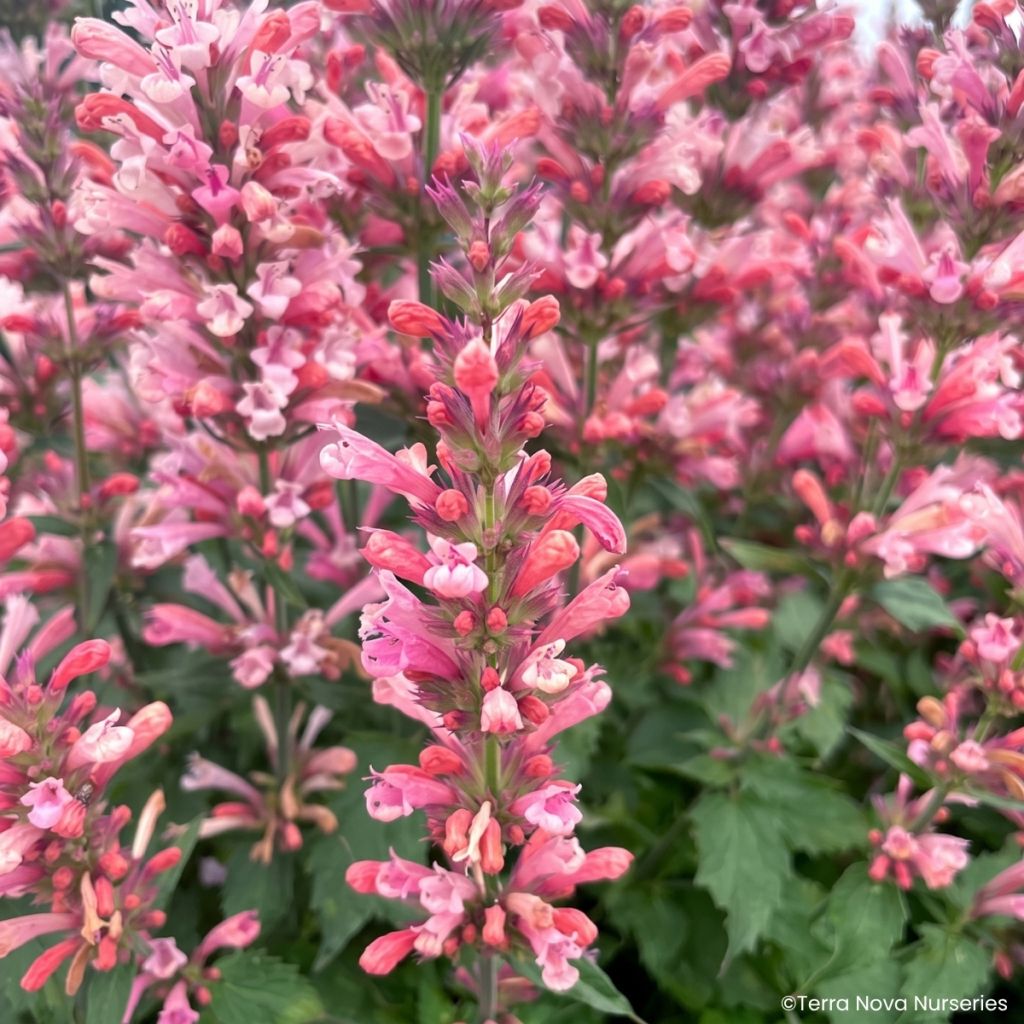 Agastache Pink Pearl - Hortelã coreana