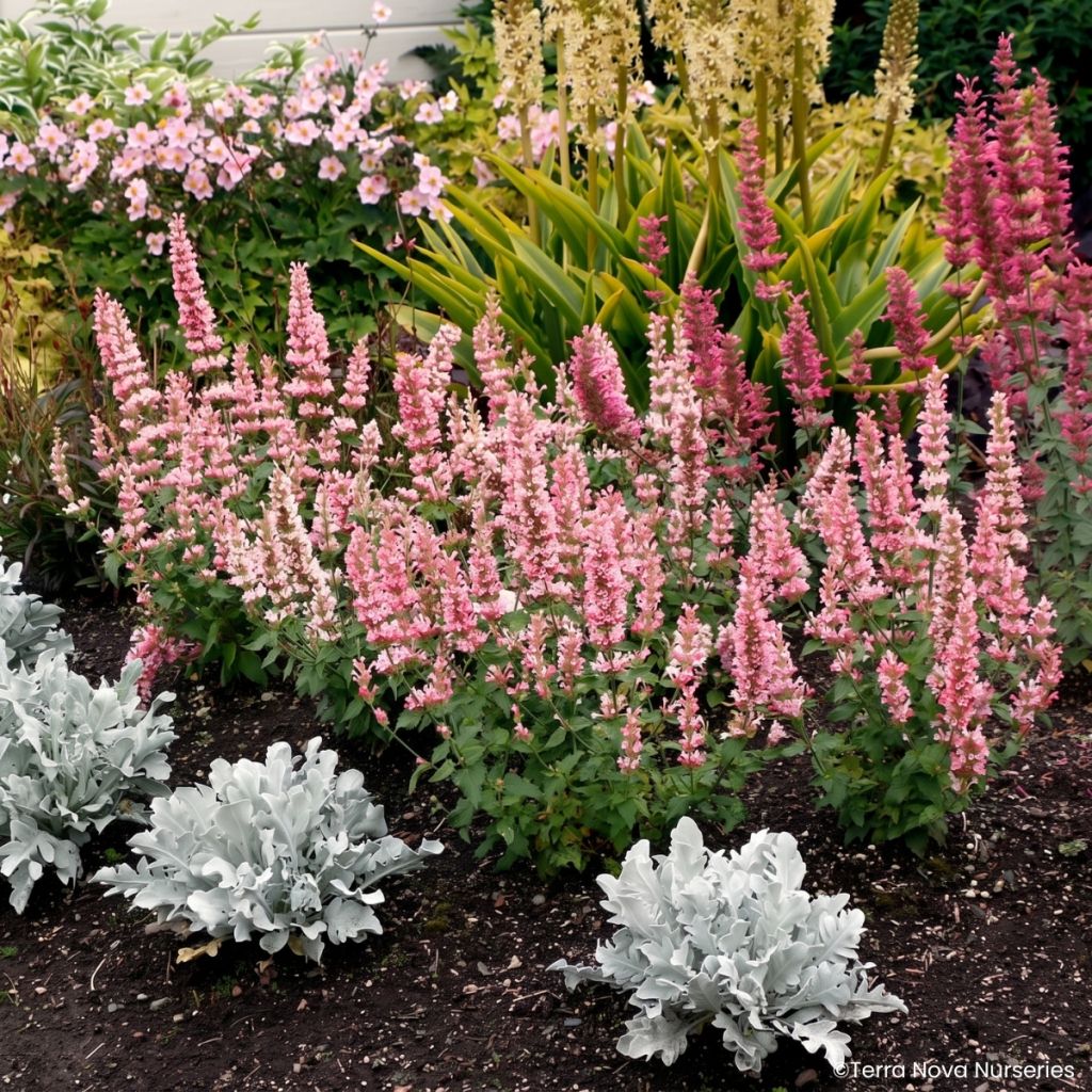 Agastache Pink Pearl - Hortelã coreana