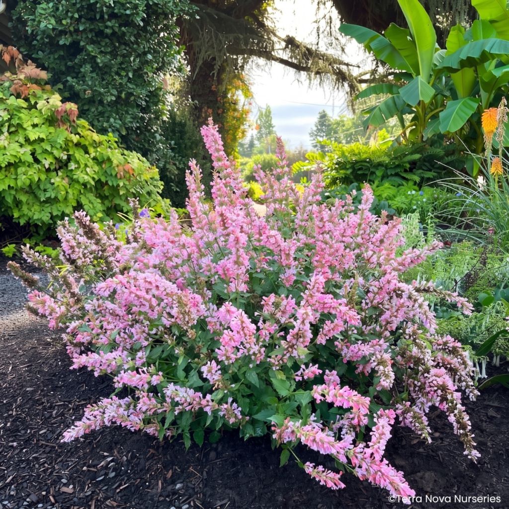Agastache Pink Pearl - Hortelã coreana