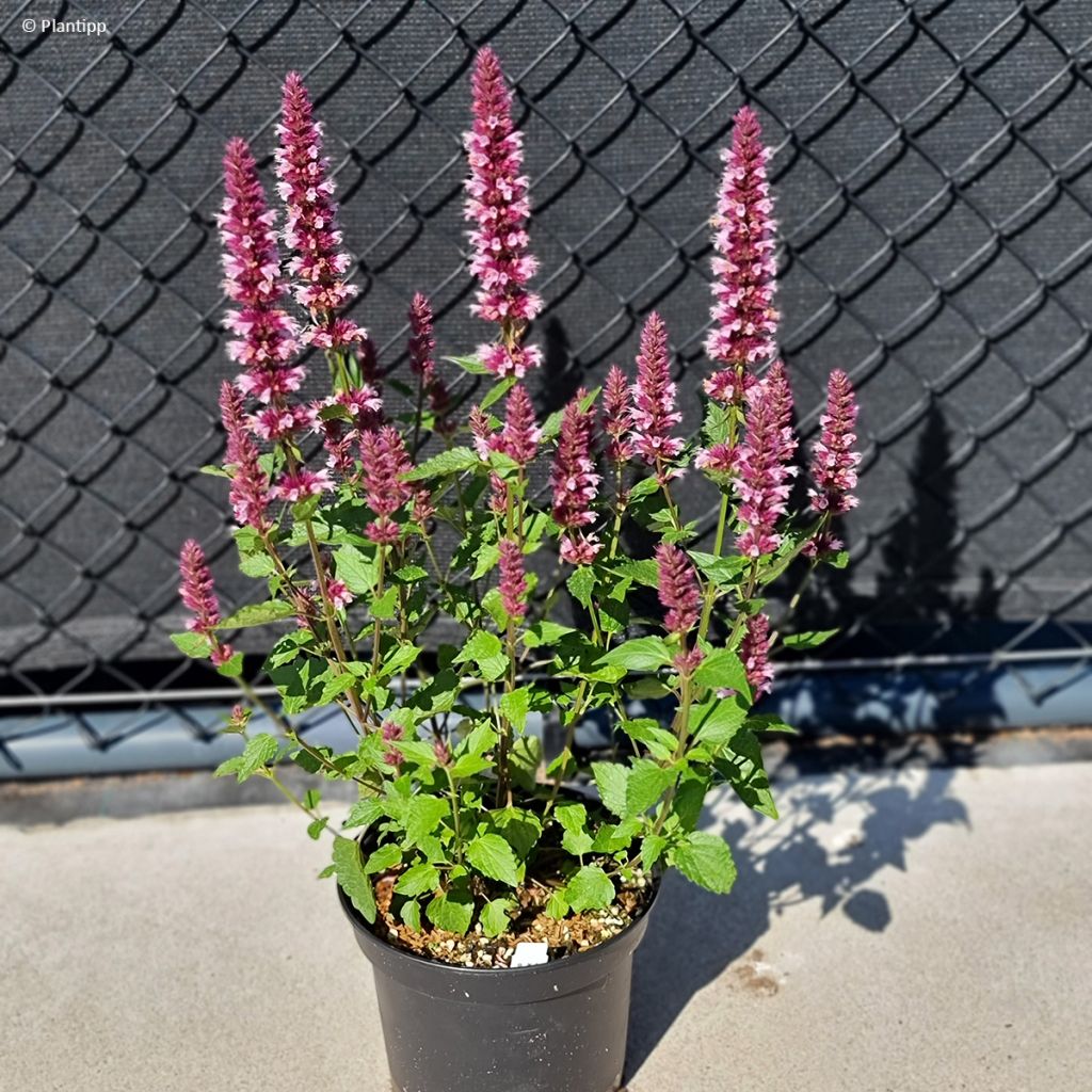 Agastache Beelicious Pink