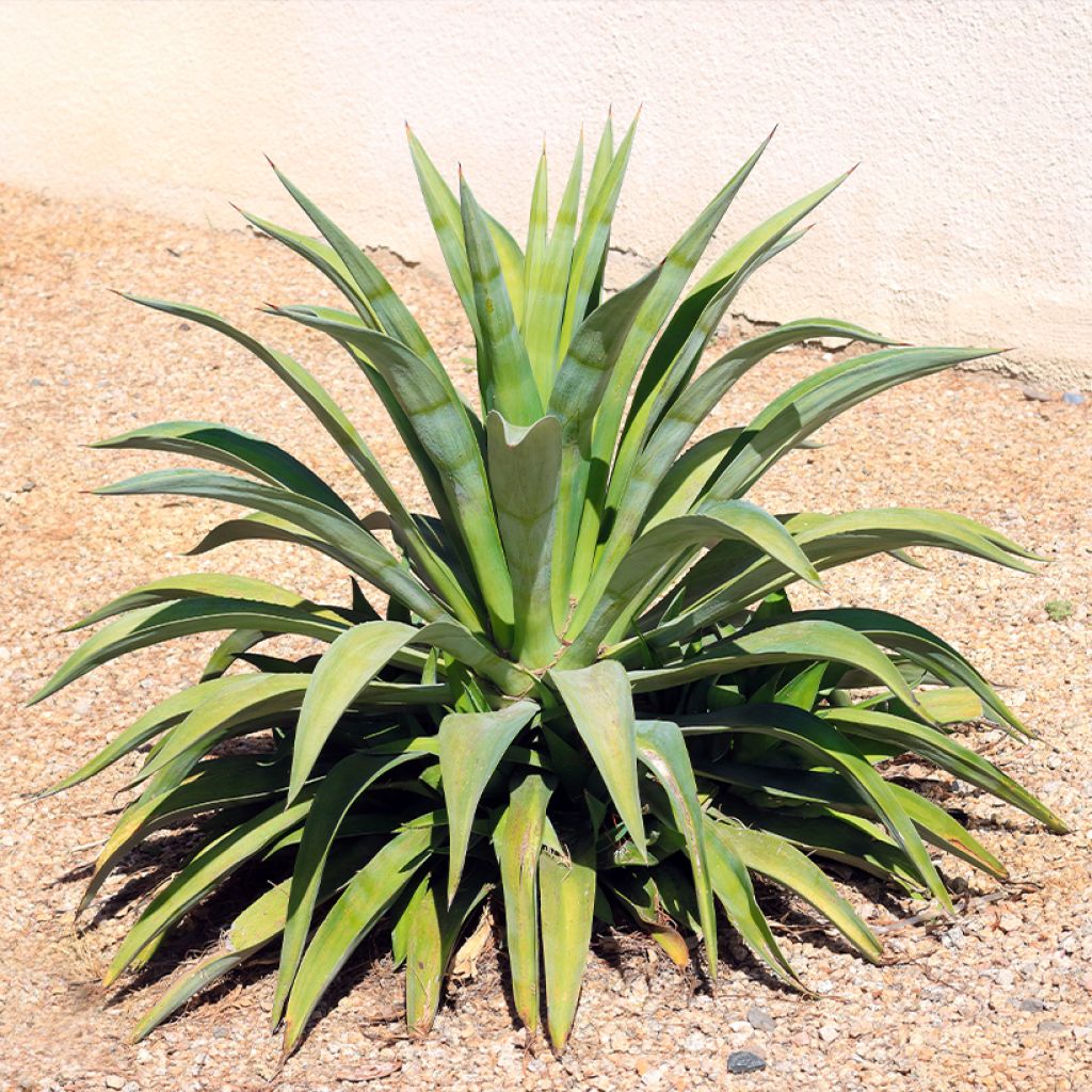 Agave desmetiana