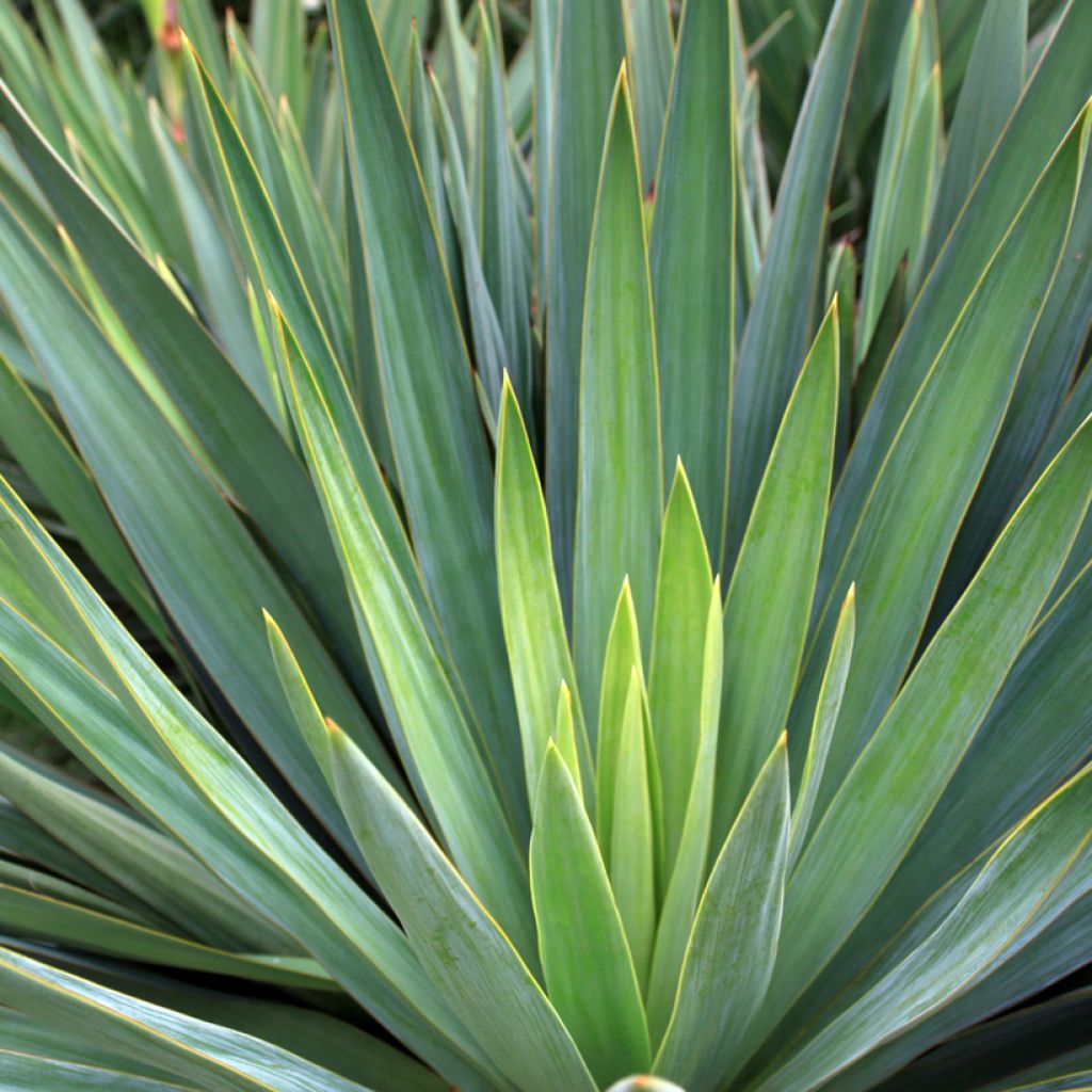 Agave sisalana