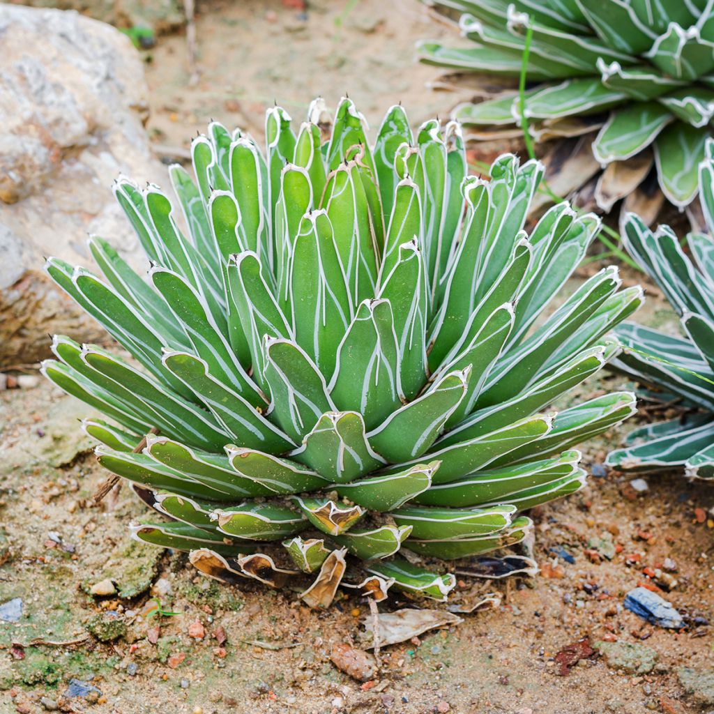 Agave victoriae