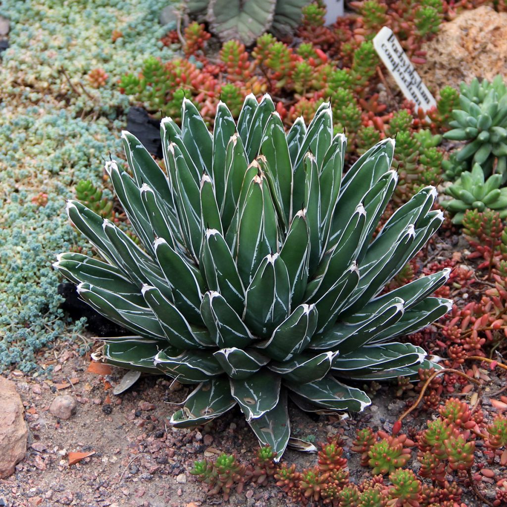 Agave victoriae