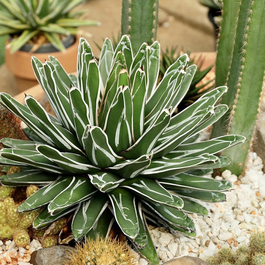 Agave victoriae