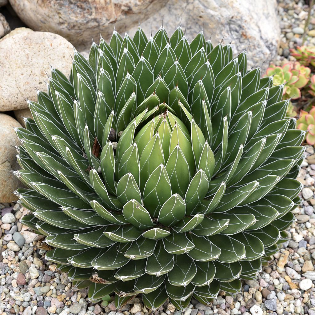 Agave victoriae