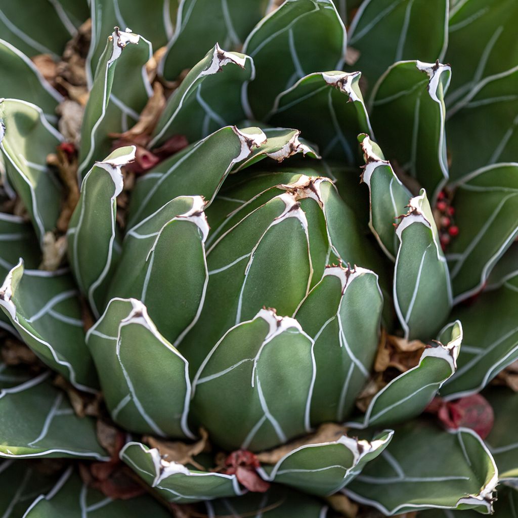 Agave victoriae