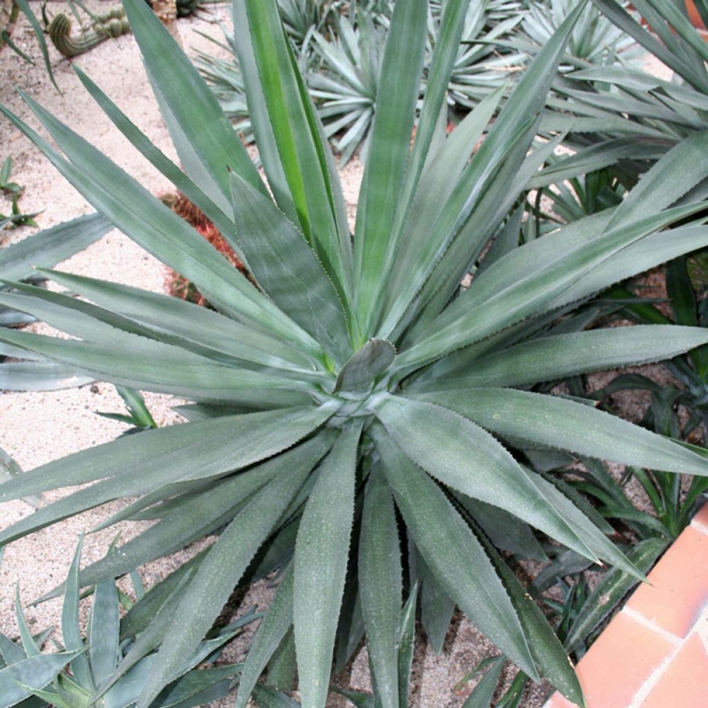 Agave fourcroydes