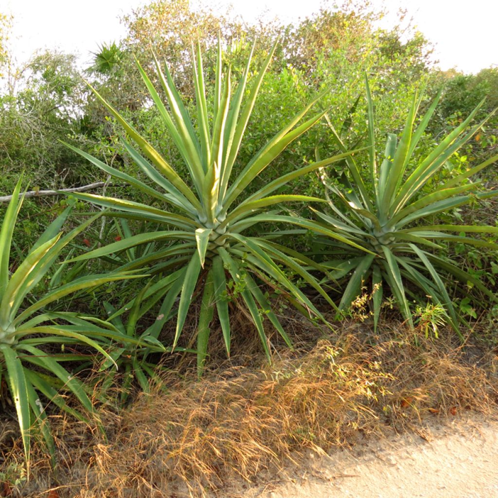 Agave fourcroydes