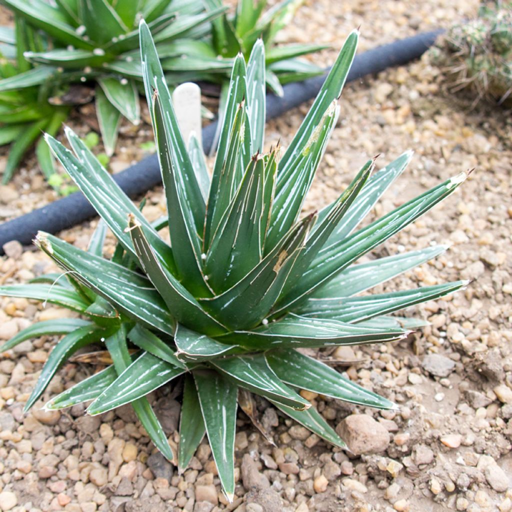Agave victoriae
