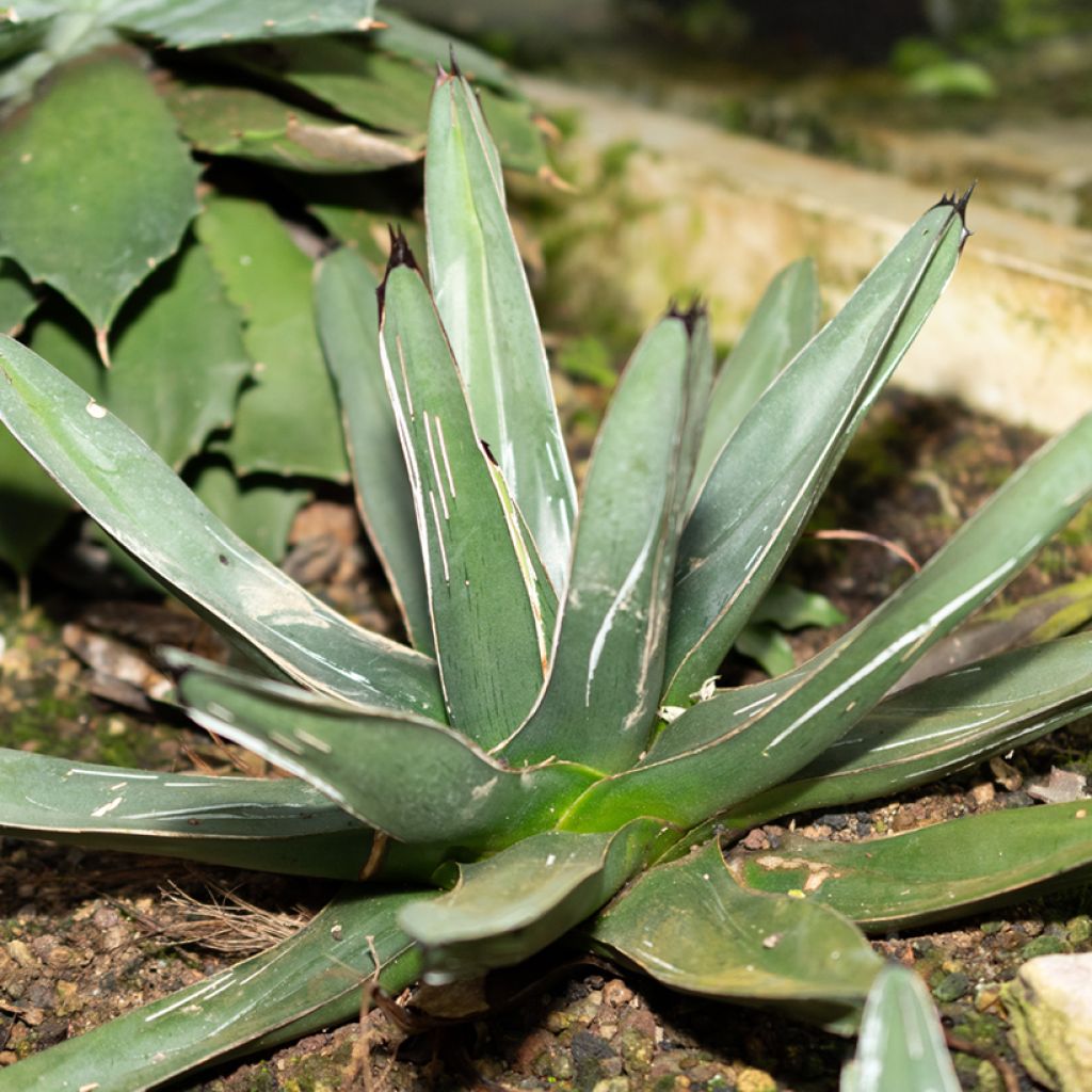 Agave victoriae