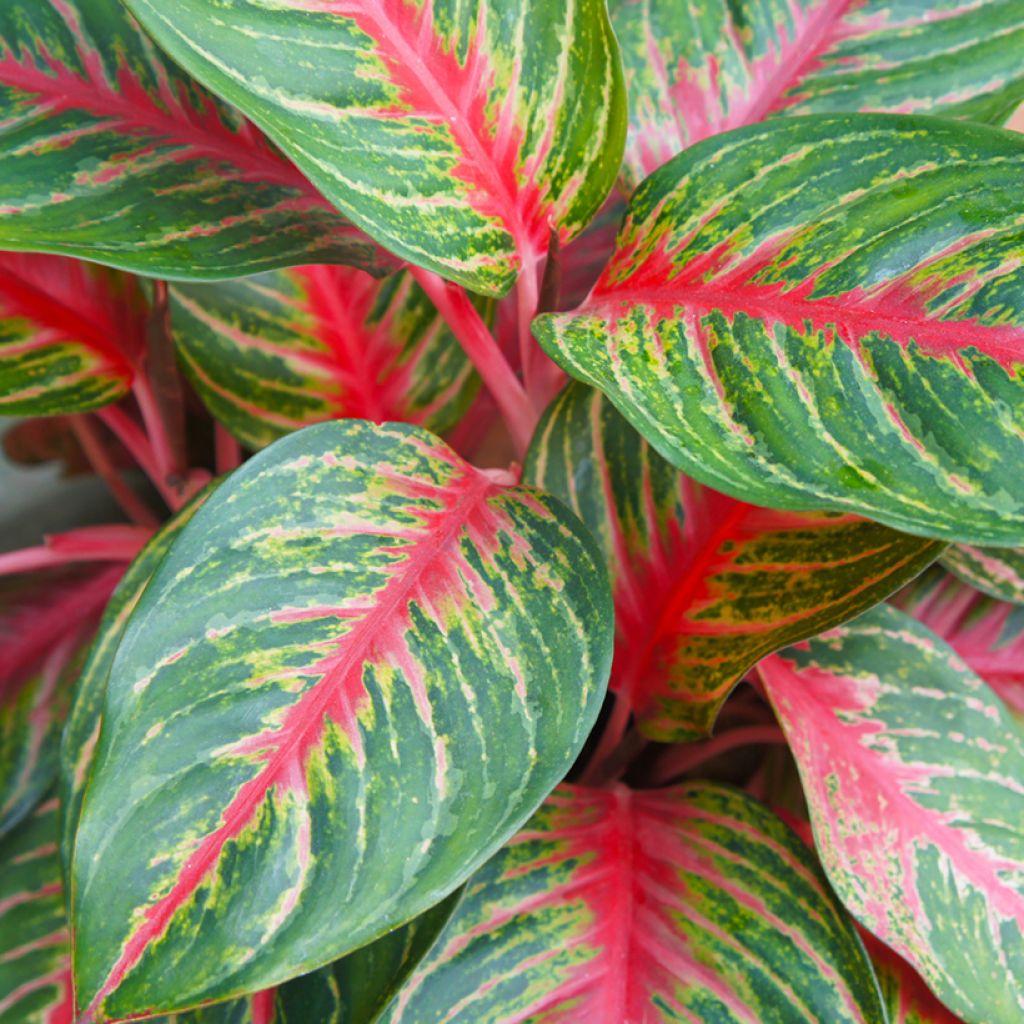 Aglaonema commutatum Red Dragon