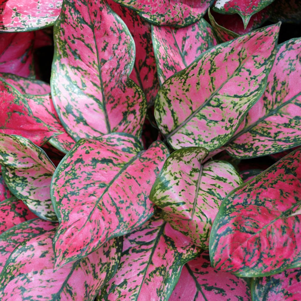 Aglaonema commutatum Red Valentine