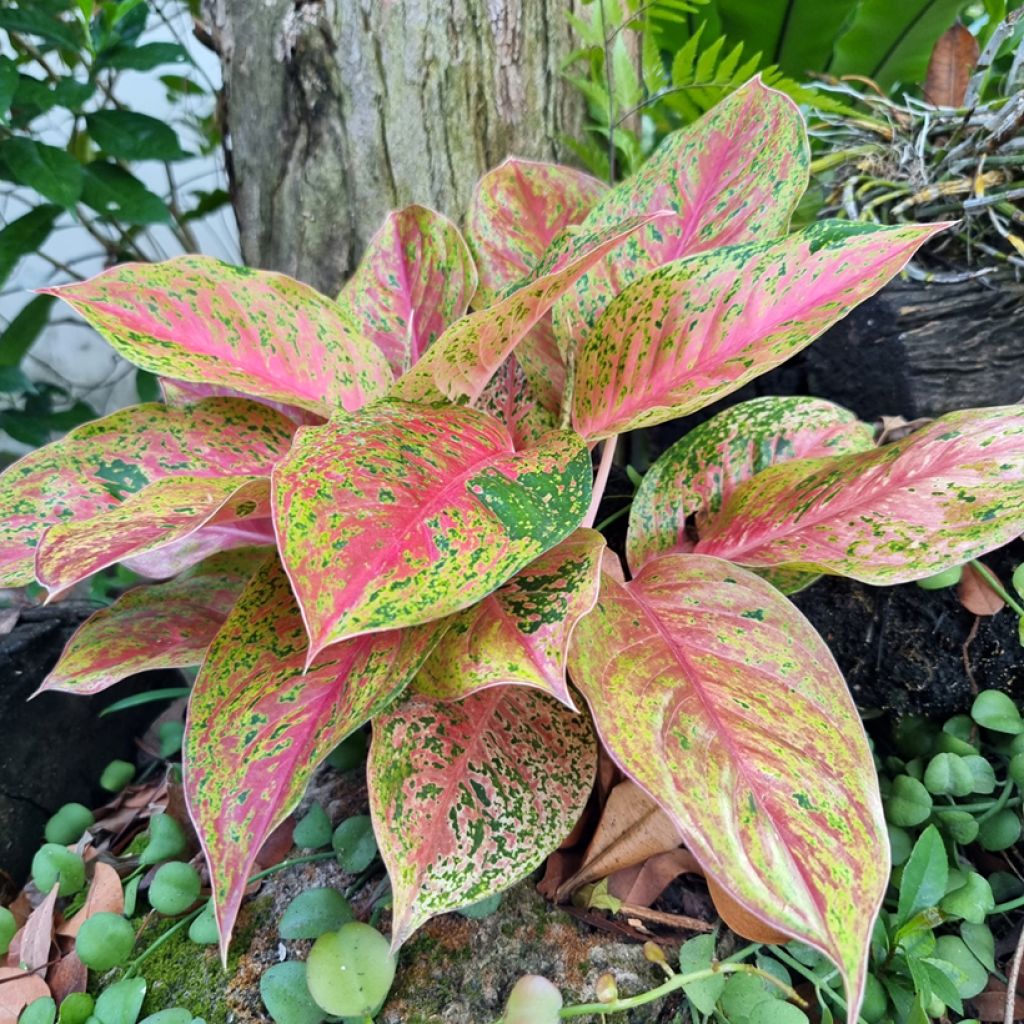Aglaonema commutatum Red Valentine