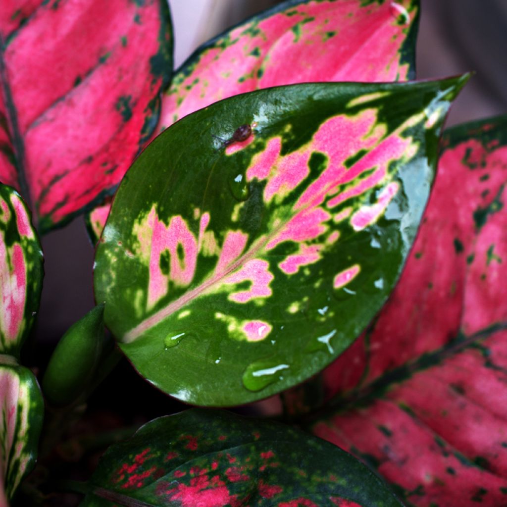 Aglaonema commutatum Red Valentine