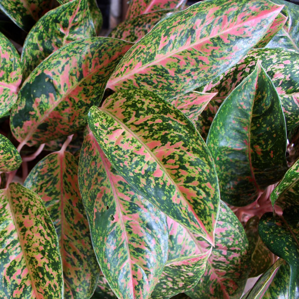 Aglaonema commutatum Red Valentine