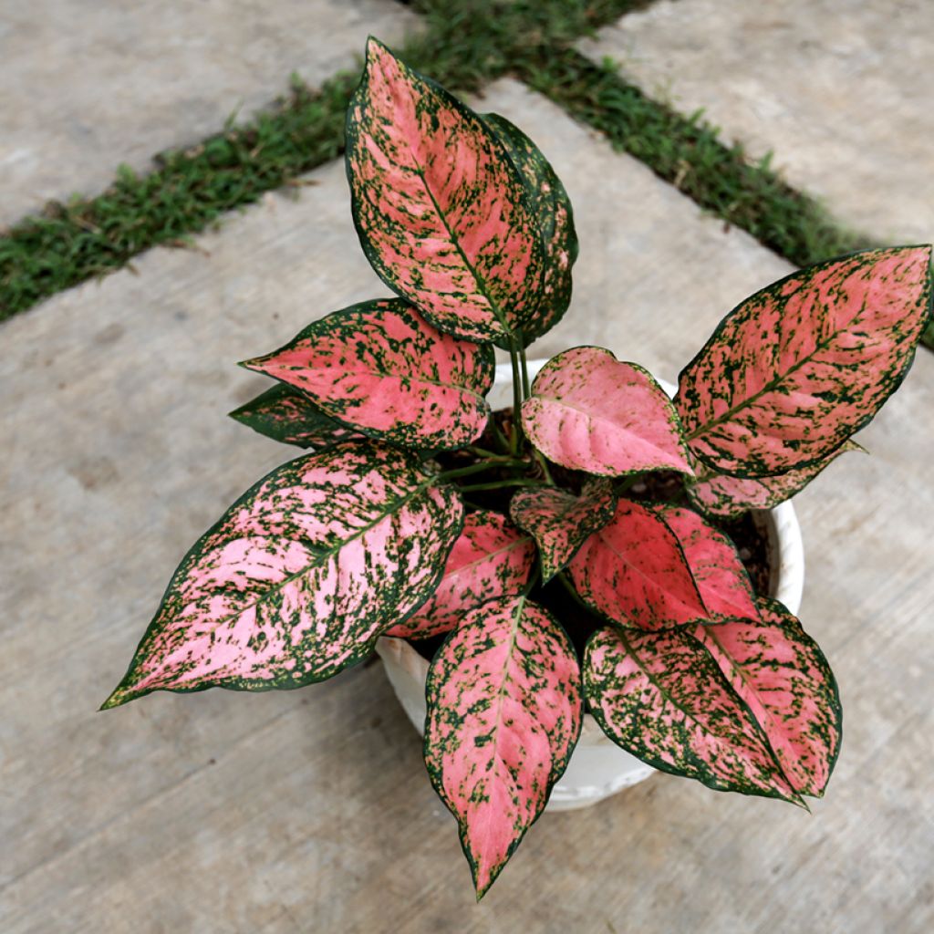 Aglaonema commutatum Red Valentine