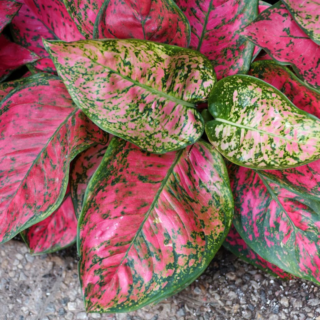 Aglaonema commutatum Red Valentine